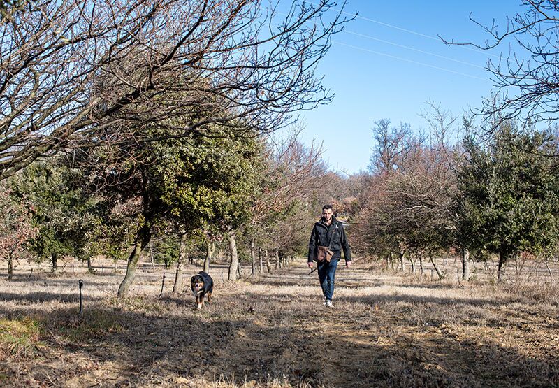 Cavage aux côtés d'un chien truffier au Domaine de Montine - Destination Truffes du 9 au 11 décembre 2022