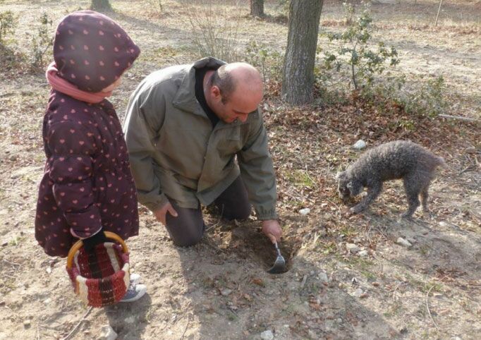 Recherche de truffes au Saint-Rémy, pour petits et grands - Destination Truffes du 9 au 11 décembre 2022