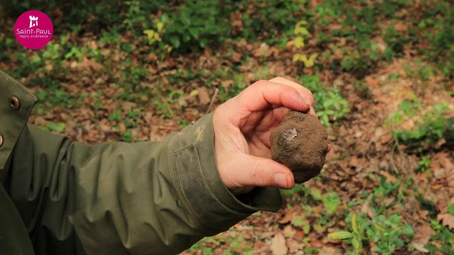 Truffe trouvée au Serre Prieur en pleine forêt - Destination Truffes du 9 au 11 décembre 2022